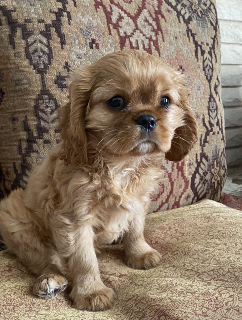Current Puppies | Cavalier King Charles Spaniels | Cobrnik Cavaliers